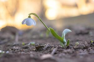 neve far cadere fiore nel mio stagione giardino foto