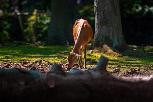 cervo pascolo e rilassante nel natura foto