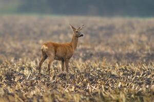 uno bellissimo cervo daino in piedi su un' raccolto campo nel autunno foto