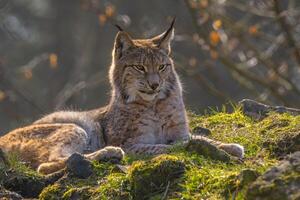 carino giovane lince nel il colorato natura selvaggia foresta foto