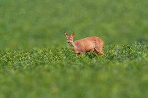 cervo pascolo e rilassante nel natura foto