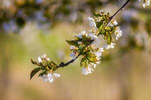 un' ramo con bianca ciliegia fiorire mini cuffie foto