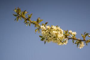 un' ramo con bianca ciliegia fiorire mini cuffie foto
