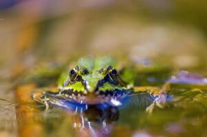 scivoloso rana nel un' stagno nel natura foto