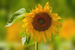 un' giallo fioritura girasole su un' campo foto