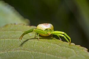 verde zucca ragno su ciliegia foglia nel fresco stagione natura foto