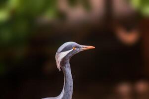 airone osserva natura e sembra per cibo foto