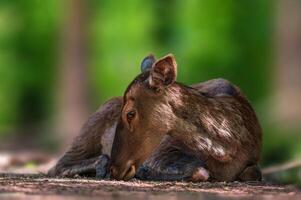 cervo pascolo e rilassante nel natura foto