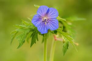 viola cranesbill fiori nel un' prato foto