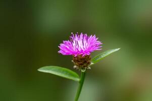 vigoroso rosa fiordaliso fioritura nel il mattina leggero foto