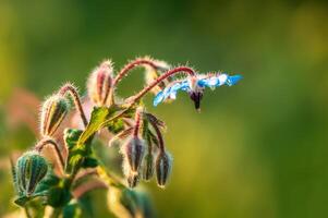 forte blu borragine fioritura nel il mattina leggero foto