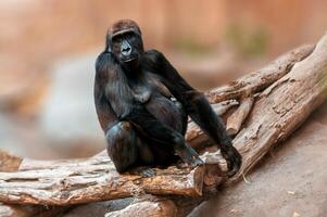 madre gorilla seduta su un albero foto