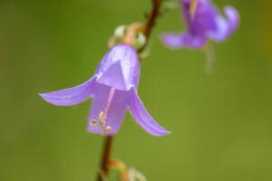 vigoroso viola fiore nel il mattina leggero foto