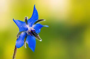 forte blu borragine fioritura nel il mattina leggero foto