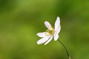 delicato bianca legna anemone fiori nel un' foresta foto