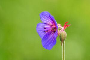 viola cranesbill fiori nel un' prato foto