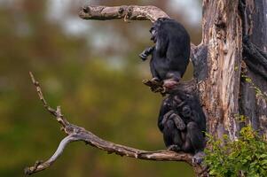 2 ovest africano scimpanzé seduta nel un' albero foto