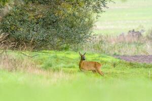 cervo pascolo e rilassante nel natura foto