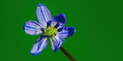 un' morbido fiore fiorire nel un' natura giardino foto