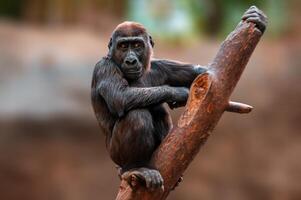 giovane gorilla bambino arrampicata un' albero foto