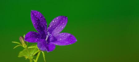 un' morbido fiore fiorire nel un' natura giardino foto