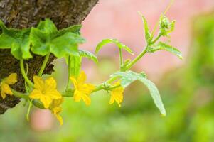 un' morbido fiore fiorire nel un' natura giardino foto