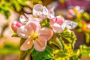 fresco primavera fiori a il inizio di il anno foto