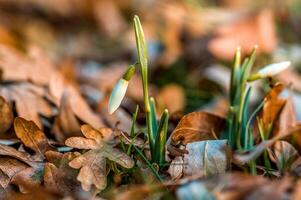 presto fiorellini nel il primavera giardino foto