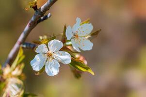 ramo con bellissimo fresco fiori foto