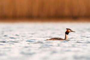 grande crestato svasso su un' lago foto