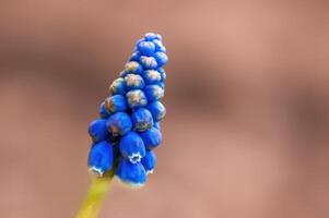 forte blu uva giacinto fioritura nel il mattina leggero foto