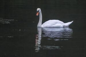 un' giovane cigno nuotate elegantemente su un' stagno foto