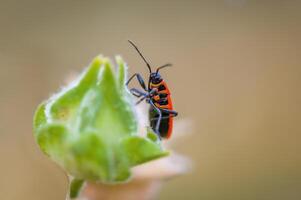 un' piccolo scarafaggio insetto su un' pianta nel il prato foto