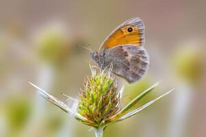 un' piccolo farfalla insetto su un' pianta nel il prato foto