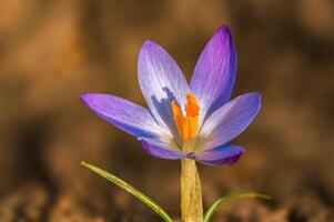 presto fiorellini nel il primavera giardino foto