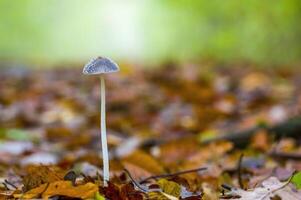 gustoso fungo nel Multi colorato autunno foresta foto