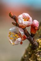 fresco primavera fiori a il inizio di il anno foto