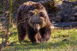 grande Marrone orso a natura prato foto
