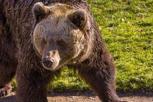 grande Marrone orso a natura prato foto