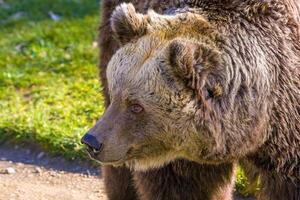 grande Marrone orso a natura prato foto