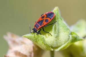un' piccolo scarafaggio insetto su un' pianta nel il prato foto