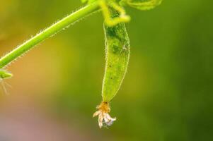 un' fresco verde cetriolo su un' pianta nel il di stagione giardino foto