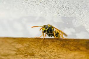 un' piccolo vespa insetto su un' pianta nel il prato foto