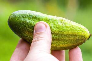 un' fresco verde cetriolo su un' pianta nel il di stagione giardino foto