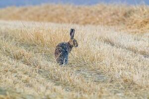 un' giovane lepre su un' raccolto campo foto