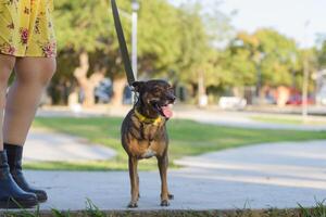 cane guinzaglio mentre a piedi con sua cane nel un' pubblico giardino. animale domestico amante. foto