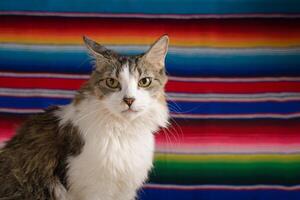 gatto ritratto con serape nel sfondo. cinco de mayo sfondo. foto