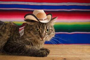 gatto indossare messicano cappello con serape nel sfondo. cinco de mayo sfondo. foto