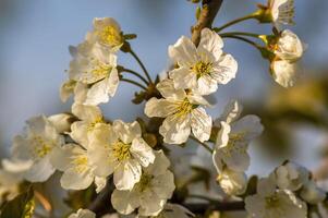 un' ramo con bianca ciliegia fiorire mini cuffie foto