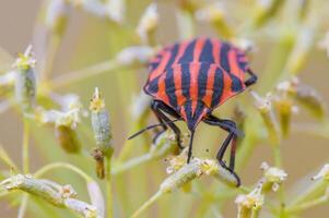 un' piccolo scarafaggio insetto su un' pianta nel il prato foto